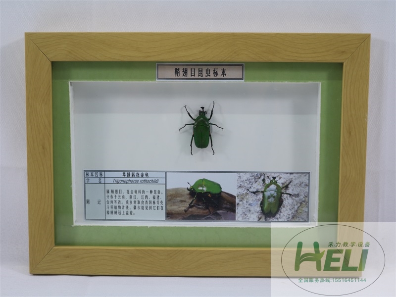 昆蟲(chóng)展示標(biāo)本蘋(píng)綠唇花金龜