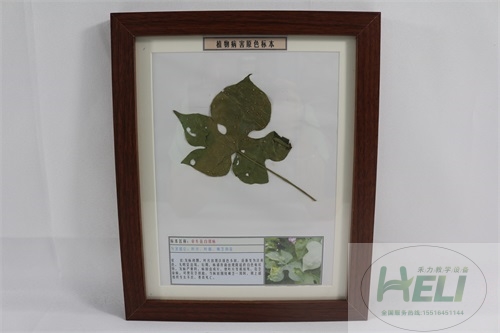 花卉病害原色教學(xué)標(biāo)本-牽?；ò卒P病
